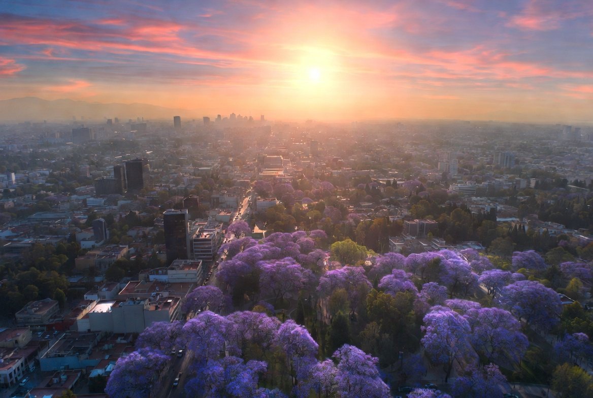 Jacarandas atardecer kuiyibo Jacarandas atardecer kuiyibo